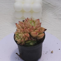 2'' Echeveria Xingyue Bubble, Rare Live Succulent Plants