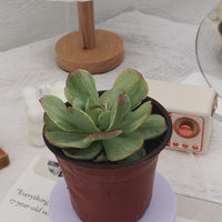 4'' Echeveria Mocha Variegated, Rare Live Succulent Plants