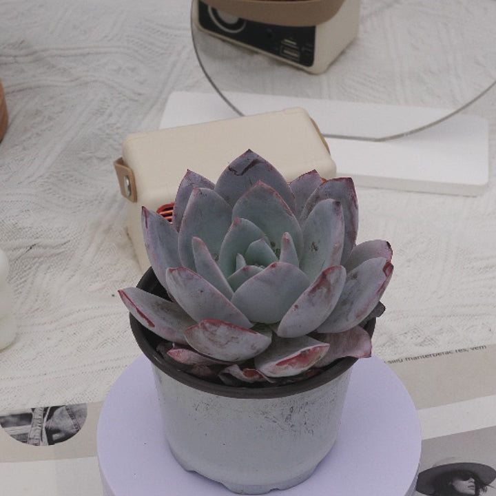 3'' Echeveria Prolifica, Rare Live Succulent Plants