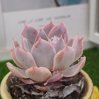 3'' Echeveria Pinky, Rare Live Succulent Plants