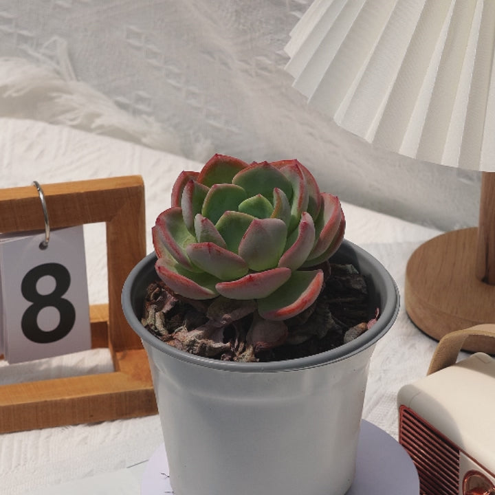 5'' Echeveria White Moonlight, Rare Live Succulent Plants