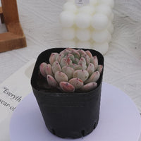 2'' Echeveria Viyant, Rare Live Succulent Plants