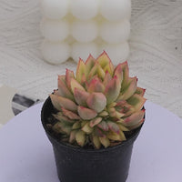 2'' Echeveria Mebina Variegated, Rare Live Succulent Plants