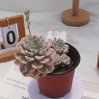 4'' Echeveria Nicksana Variegated, Rare Live Succulent Plants