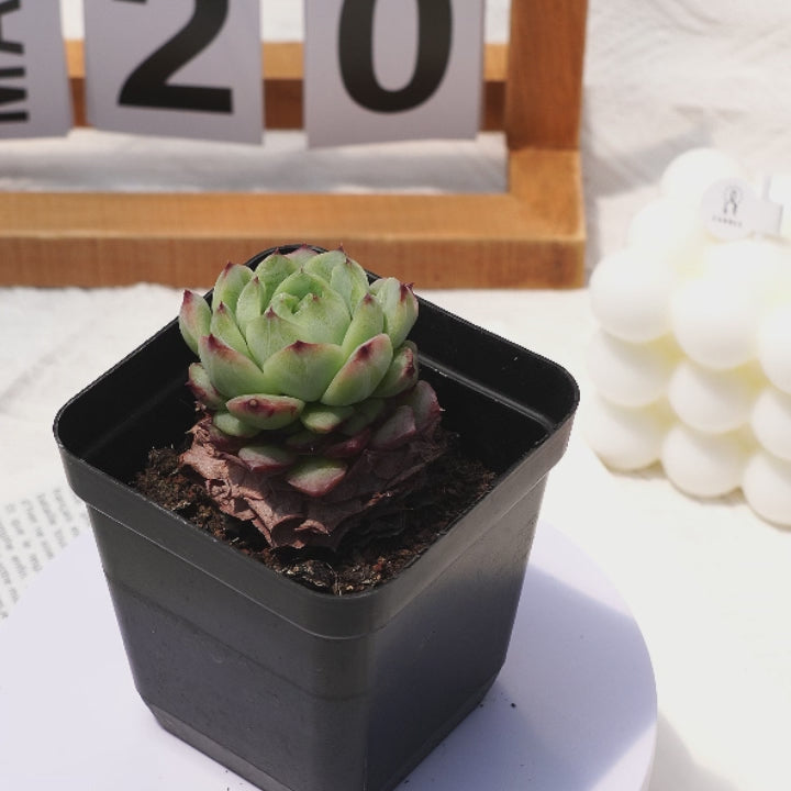 2.5'' Echeveria Red Velvet, Rare Live Succulent Plants