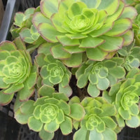 8'' Aeonium Halloween Milky White Variegated, Rare Live Succulent Plants