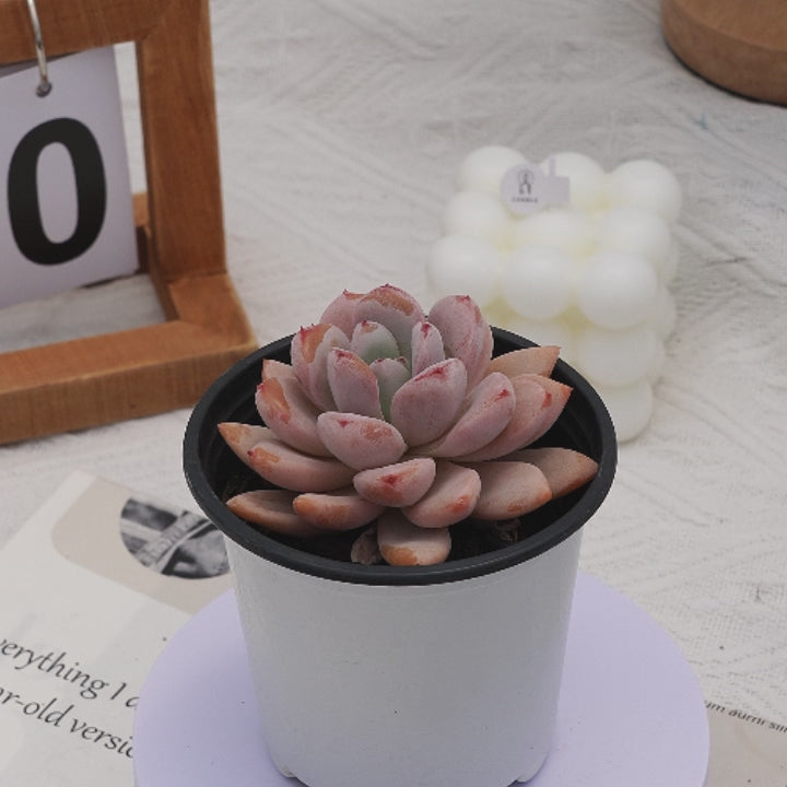 3'' Echeveria Star Snow, Rare Live Succulent Plants