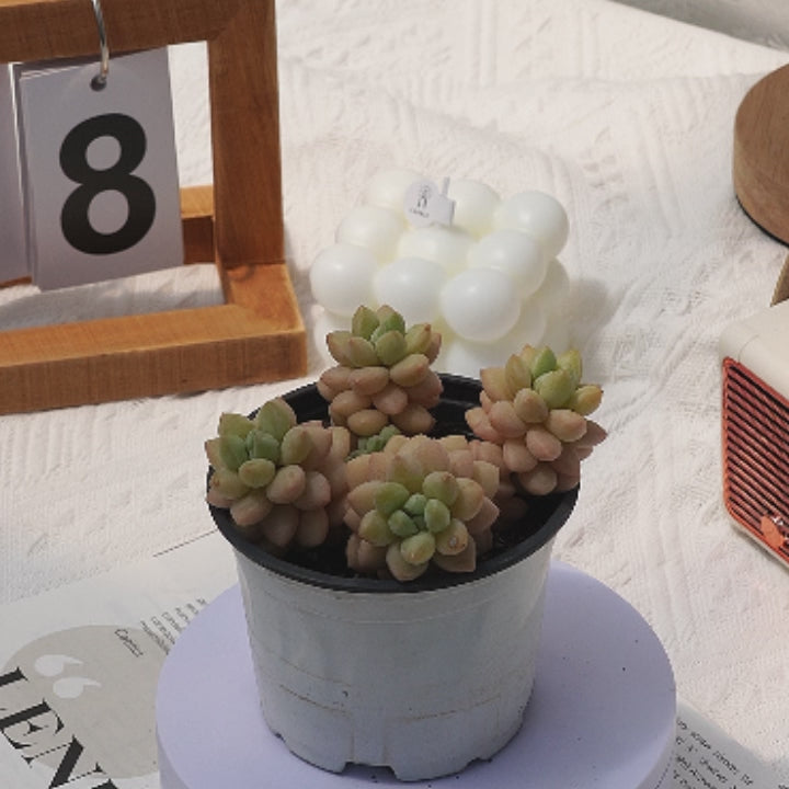 4'' Pachyphytum Bubble Candy, Rare Live Succulent Plants