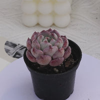 2'' Echeveria Desert Rose, Rare Live Succulent Plants