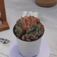 4'' Echeveria Star Mark, Rare Live Succulent Plants