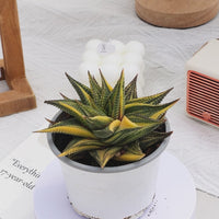 3'' Haworthia Limifolia Variegated, Rare Live Succulent Plants