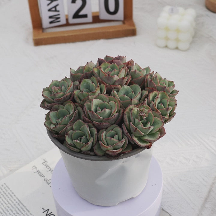 5'' Echeveria Atlantis, Rare Live Succulent Plants