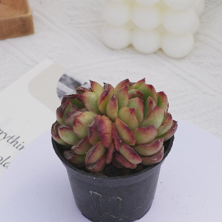 2'' Echeveria Puli-Lindsayana Monstrose Variegated, Rare Live Succulent Plants