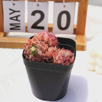 3'' Echeveria Red Hole, Rare Live Succulent Plants