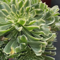 10'' Aeonium Bilang, Rare Live Succulent Plants