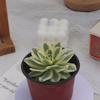 3'' Echeveria Fuji Variegated, Rare Live Succulent Plants