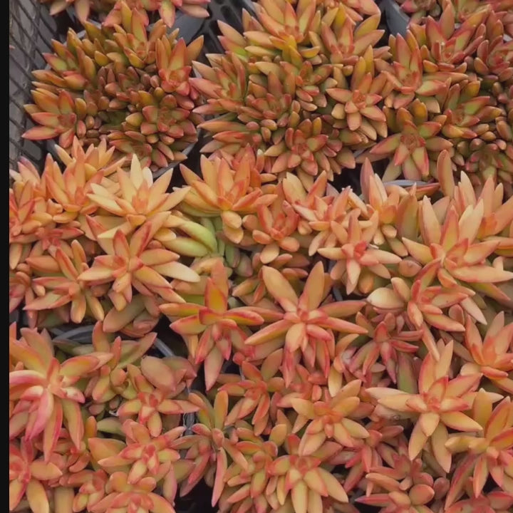 5'' Sedum Adolphii Firestorm, Rare Live Succulent Plants