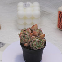 2'' Echeveria Prism, Rare Live Succulent Plants