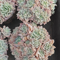 5'' Echeveria Ice Queen Rose Variegated, Rare Live Succulent Plants