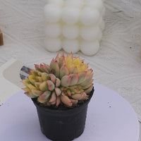 2'' Echeveria Mebina Variegated, Rare Live Succulent Plants