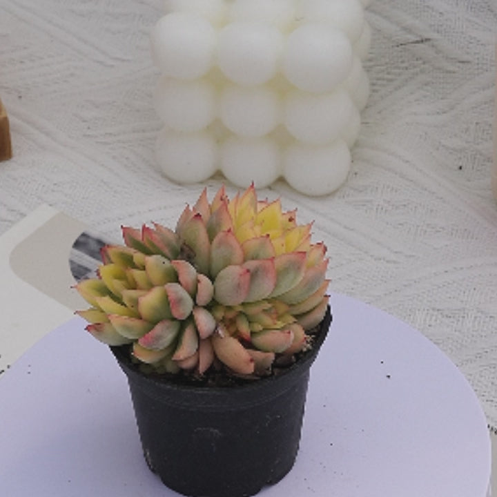 2'' Echeveria Mebina Variegated, Rare Live Succulent Plants