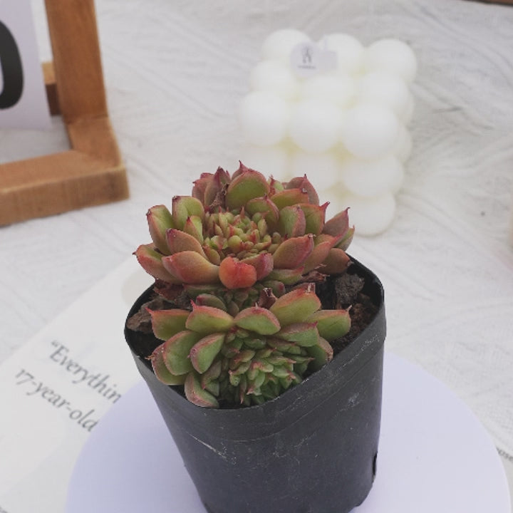 2.5'' Echeveria Tesla, Rare Live Succulent Plants