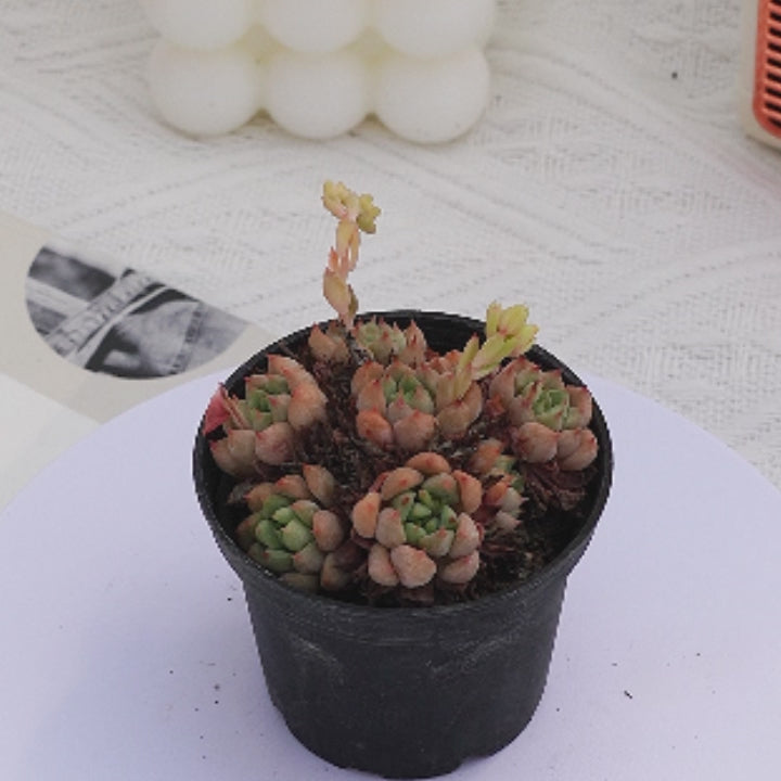 2'' Echeveria Cute Bubble, Rare Live Succulent Plants