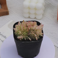 2'' Echeveria Clouds Smoke, Rare Live Succulent Plants