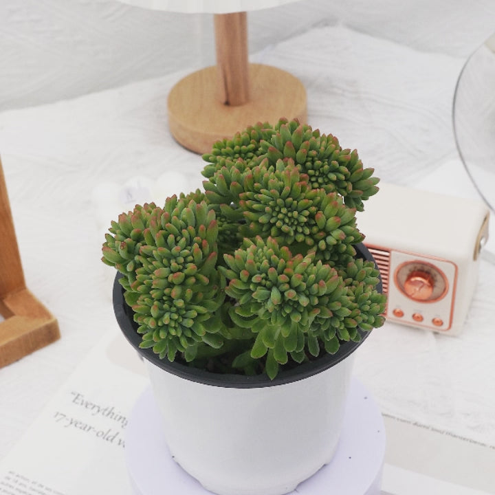 6'' Sedum Alice Evans Crested, Rare Live Succulent Plants