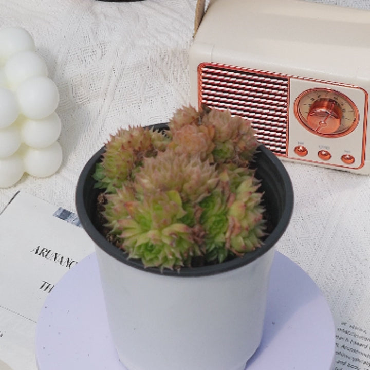 4'' Echeveria Malgan, Rare Live Succulent Plants