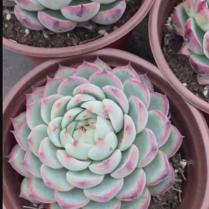 5'' Echeveria Pink Crystal, Rare Live Succulent Plants