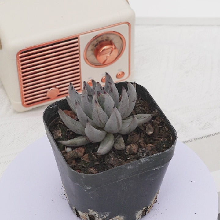 2'' Echeveria Unguiculata, Rare Live Succulent Plants