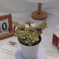 4'' Sedum Clavatum, Rare Live Succulent Plants