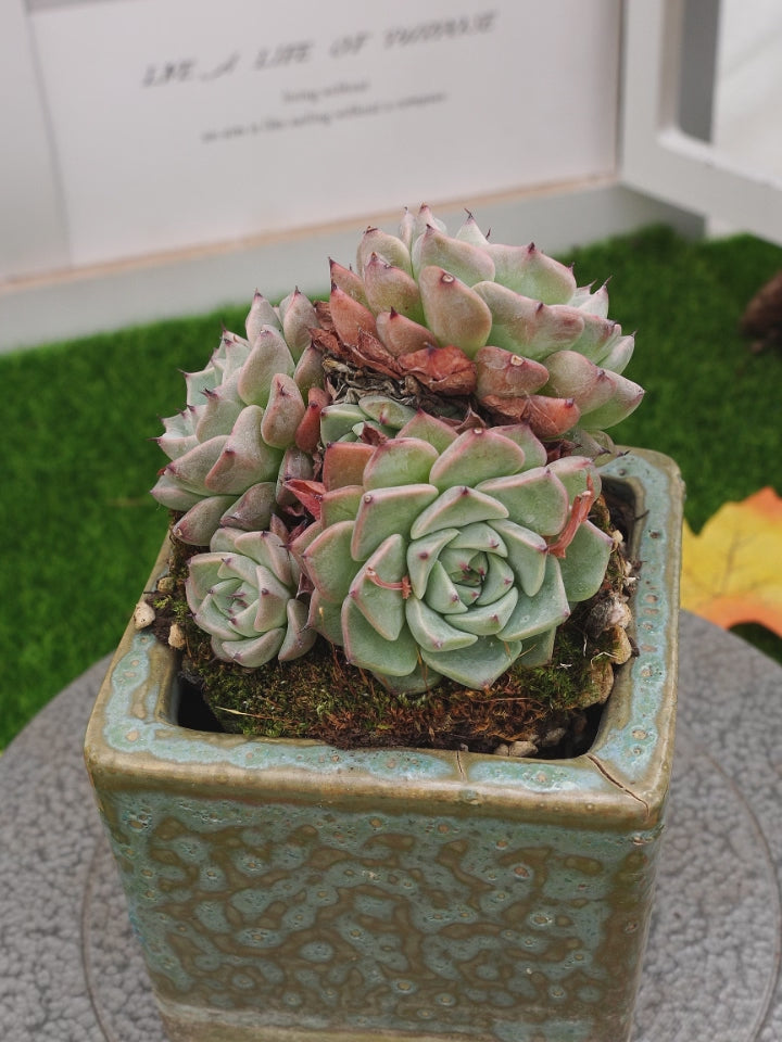 rare succulents for sale 4'' Echeveria Sara Himebotan, Rare Live Succulent Plants – cocosucculent