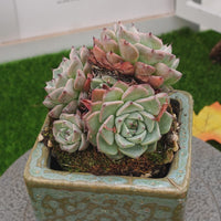 4'' Echeveria Sara Himebotan, Rare Live Succulent Plants