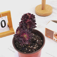 5'' Aeonium Xianmo Crested, Rare Live Succulent Plants