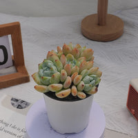 4'' Echeveria Laui Clavatum, Rare Live Succulent Plants