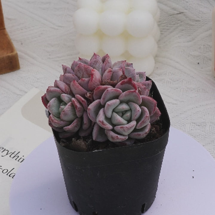 2'' Echeveria Werther, Rare Live Succulent Plants