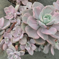8'' Graptoveria Mrs Richards Variegated, Rare Live Succulent Plants