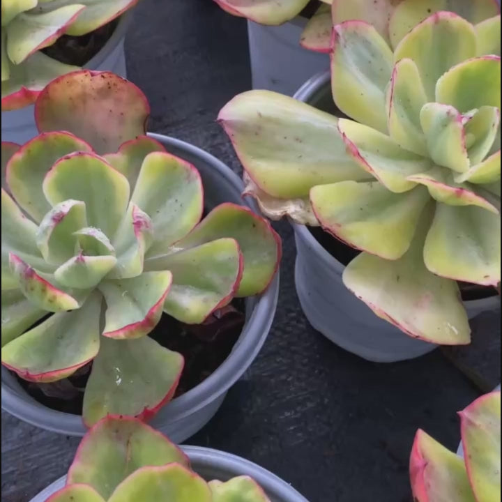 5''Echeveria Sunset Peony Variegated, Rare Live Succulent Plants