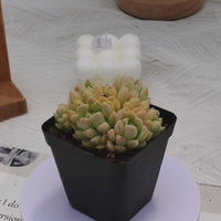 3'' Echeveria Cream Beauty, Rare Live Succulent Plants