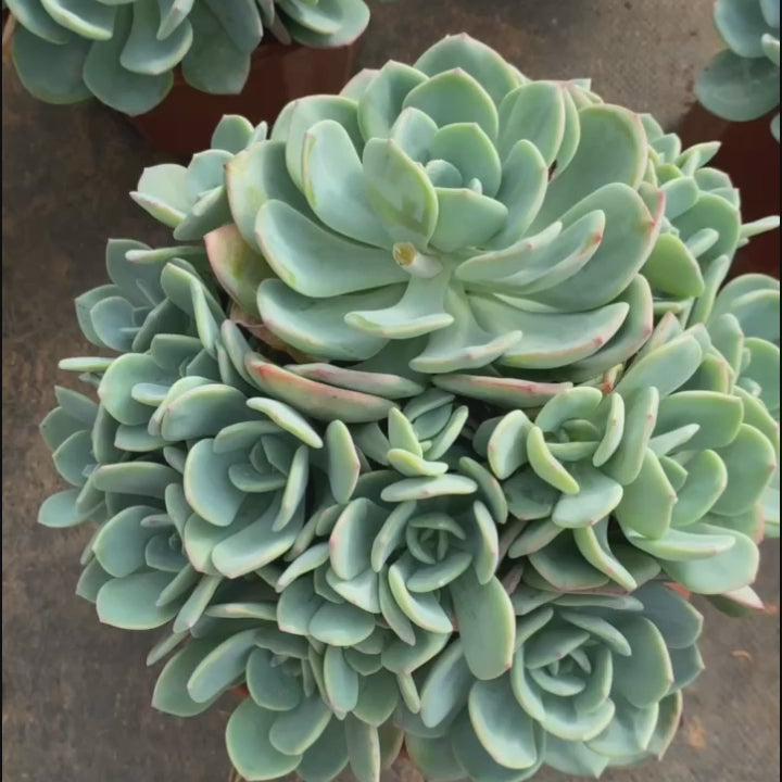 10'' Echeveria White Moonlight, Rare Live Succulent Plants