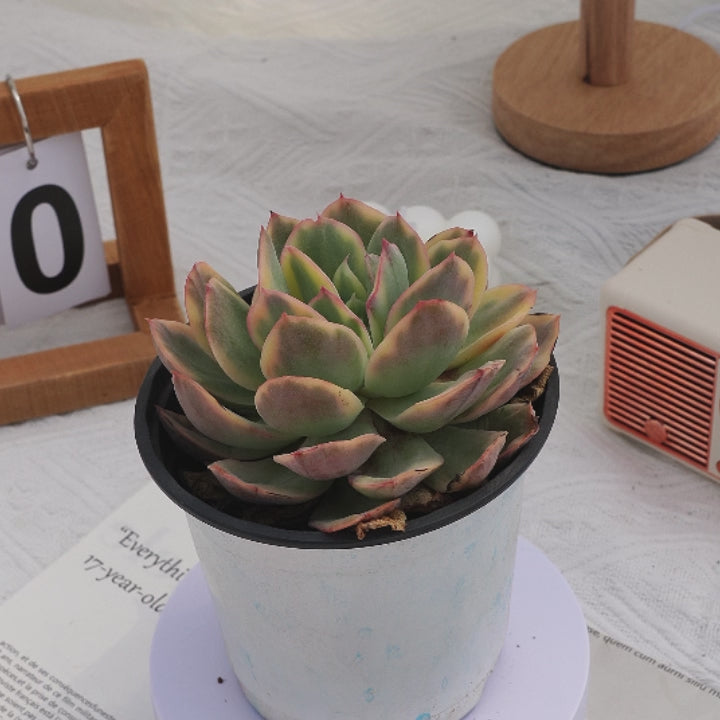 5'' Echeveria Luella, Rare Live Succulent Plants