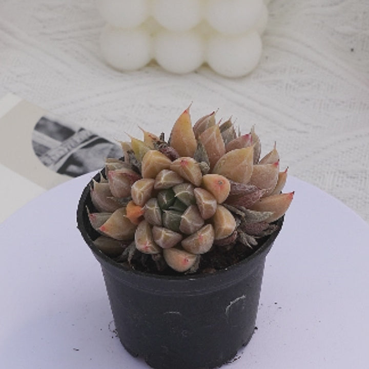 2'' Echeveria Nebula, Rare Live Succulent Plants