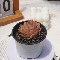 2.5'' Echeveria Egeria, Rare Live Succulent Plants