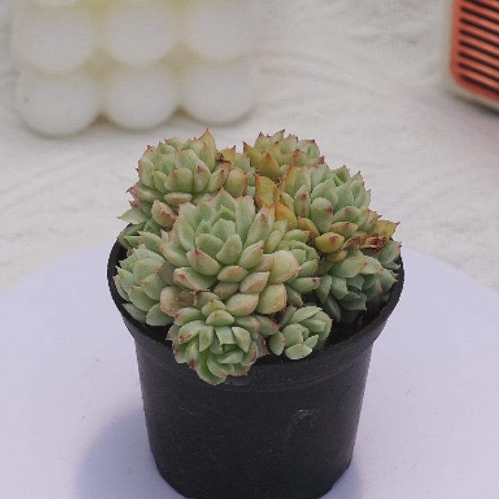 2.5'' Echeveria Little Joe, Rare Live Succulent Plants