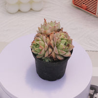 2.5'' Echeveria Daqiao, Rare Live Succulent Plants