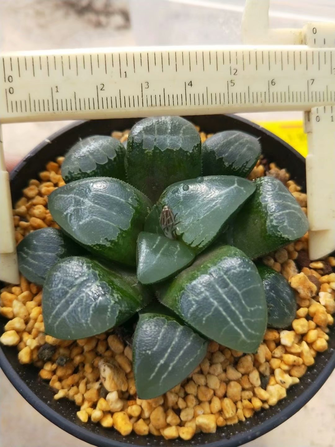 Haworthia emelyae,Larger Succulent,Rare Succulent,Live Succulent Plants