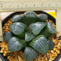 Haworthia emelyae,Larger Succulent,Rare Succulent,Live Succulent Plants