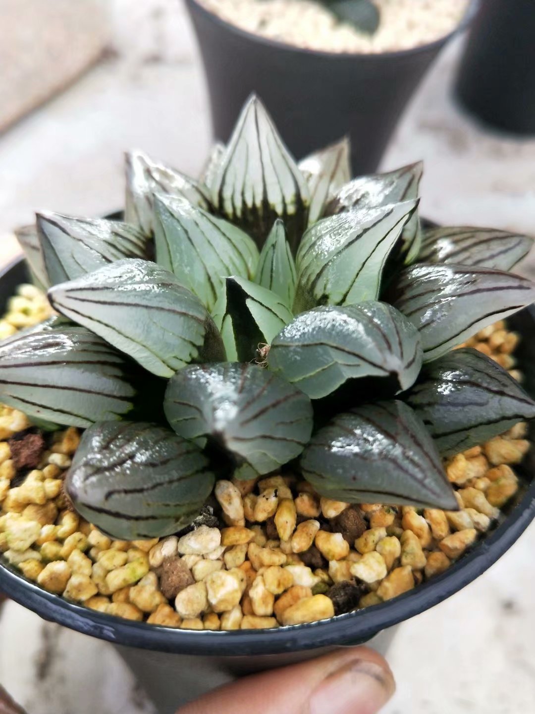 Haworthia retusa，Rare Succulent，Live Succulent Plants